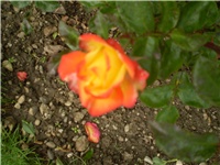 69b80e5d-Picture 783.jpg